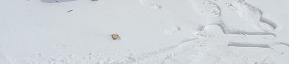 Meet your Posher, Cheick